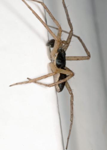 Philodromus dispar